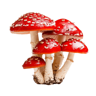 Red Mushroom